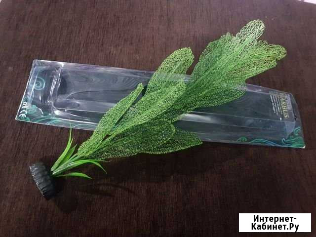 Растение Ижевск - изображение 1