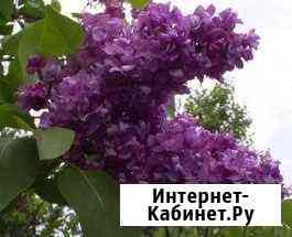 Сирень махровая фиолетовая Лосино-Петровский
