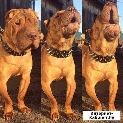 Ошейник с шипами Новокузнецк