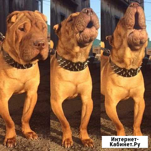 Ошейник с шипами Новокузнецк - изображение 1