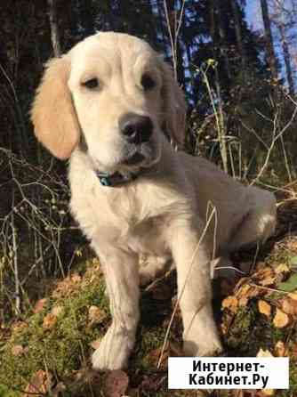 Шикарный щенок золотистого ретривера (мальчик ) Санкт-Петербург