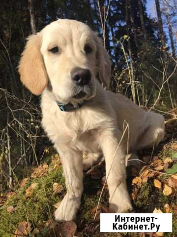 Шикарный щенок золотистого ретривера (мальчик ) Санкт-Петербург - изображение 1
