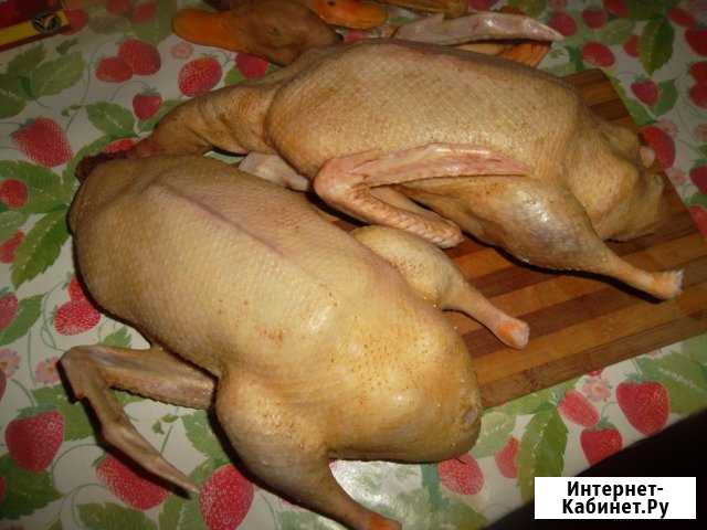 Гуси, утки Энгельс - изображение 1