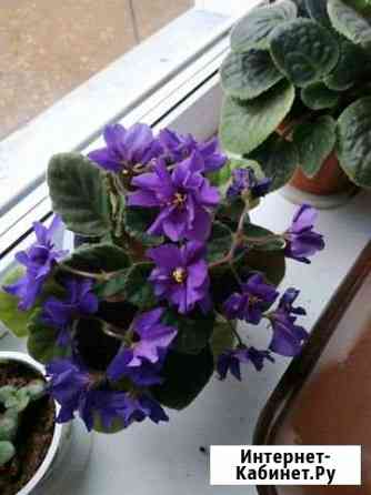 Фиалка Киров