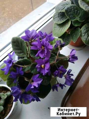 Фиалка Киров - изображение 1