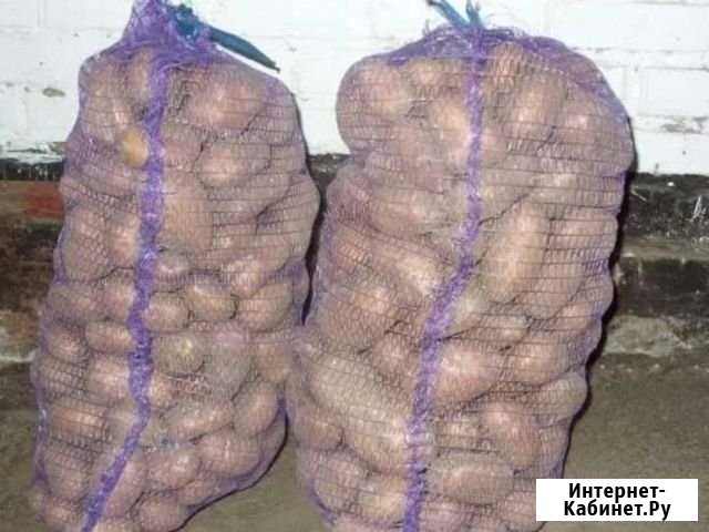 Продам картофель Йошкар-Ола - изображение 1