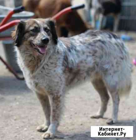 Отдам в хорошие руки Рязань