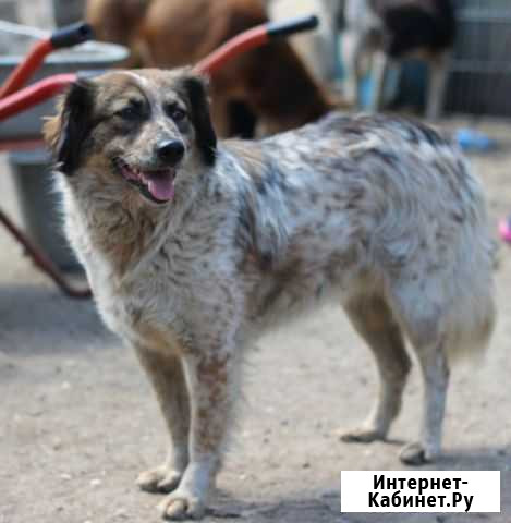 Отдам в хорошие руки Рязань - изображение 1