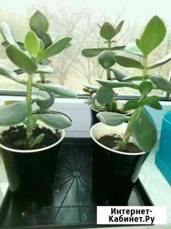 Денежное дерево Толстянка Тольятти