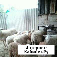 Овцы Матвеевка - изображение 1