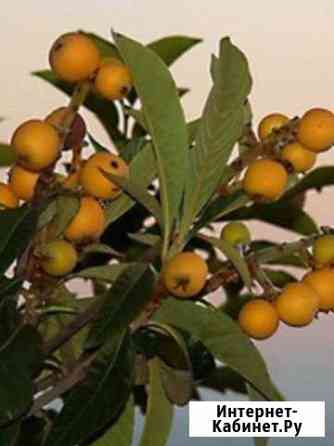 Мушмула,драцена,ананас,питайя(питахайя красная),гр Георгиевск