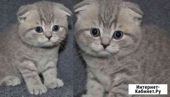 Шотландские Волгоград