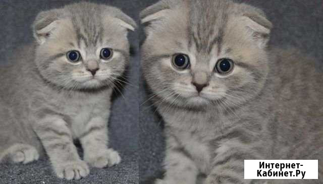 Шотландские Волгоград - изображение 1