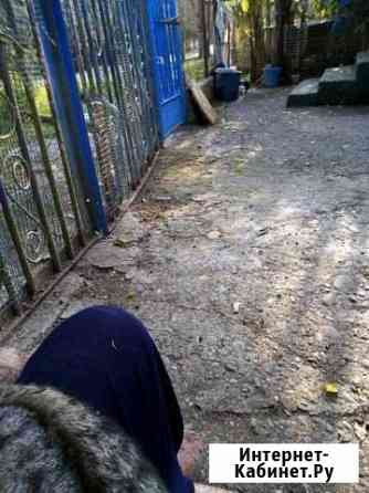 Кот крысолов Сочи