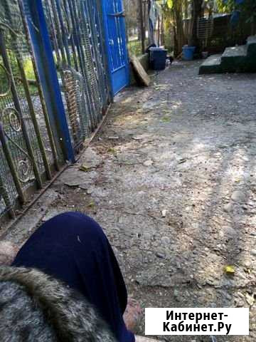 Кот крысолов Сочи - изображение 1