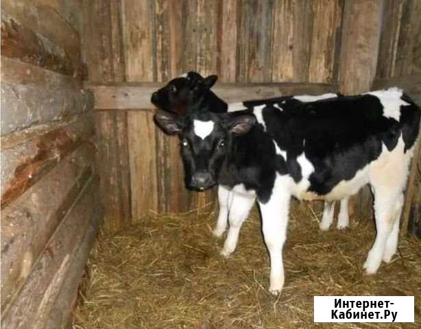 Бычки Вад - изображение 1