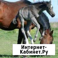 Кобыла Топчиха - изображение 1