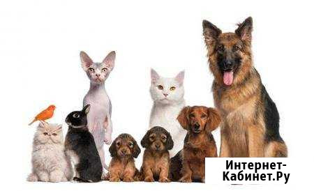 Передержка животных Сафоново - изображение 1