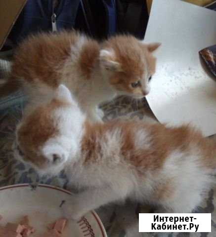 Котята в добрые руки Ленинск-Кузнецкий - изображение 1