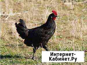 Яйцeнocкиe хaйсeкcы и другие кфx Анапа