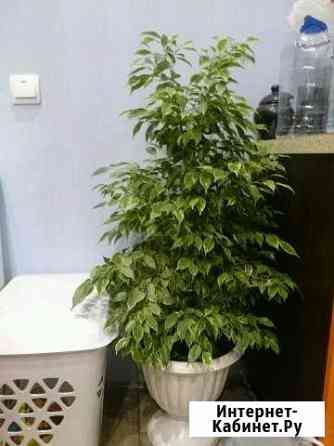 Очень красивый Фикус Ижевск