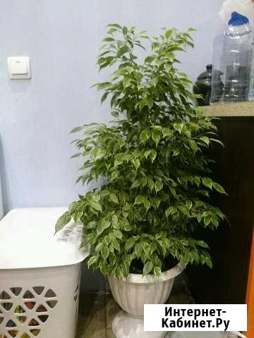 Очень красивый Фикус Ижевск - изображение 1