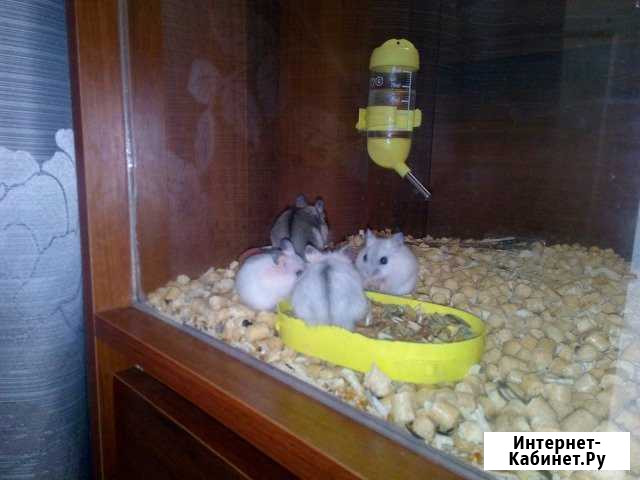 Джунгарский хомяк Тюмень - изображение 1