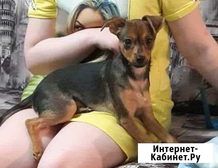 Продам собаку Боровский - изображение 1