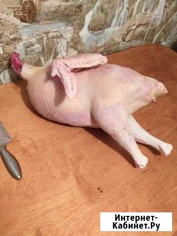 Индюки на мясо Левокумское - изображение 1