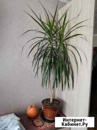 Драцена Рязань