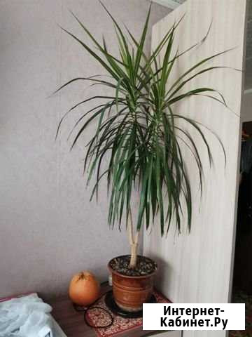 Драцена Рязань - изображение 1