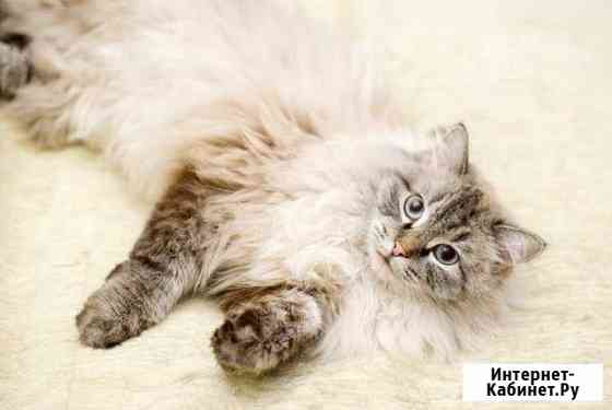 Пушистое голубоглазое сокровище Барнаул