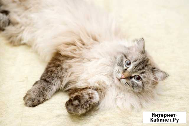 Пушистое голубоглазое сокровище Барнаул - изображение 1