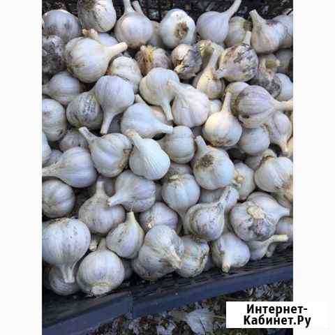 Чеснок Ставрополь