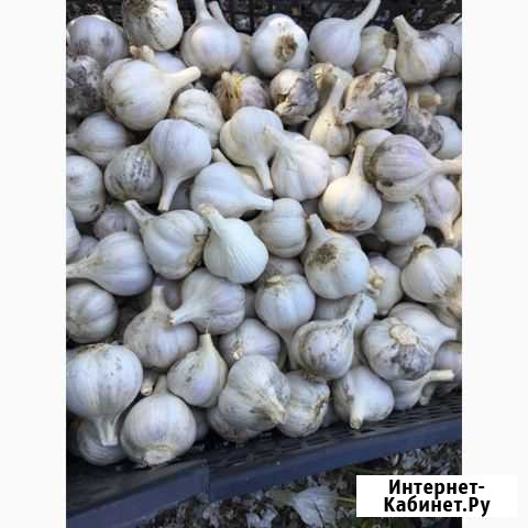 Чеснок Ставрополь - изображение 1