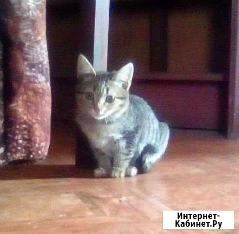 Отдаётся крошка-Кошечка Сызрань - изображение 1