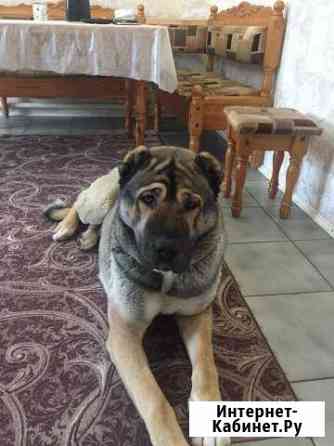 Вязка Смоленск