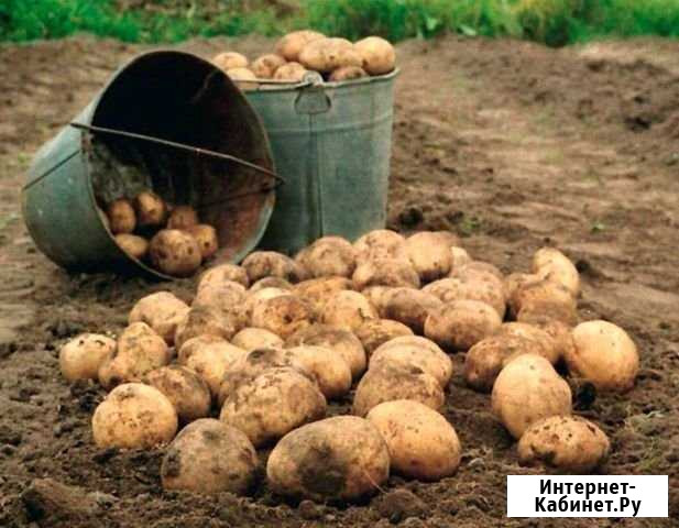 Картофель Ковров - изображение 1