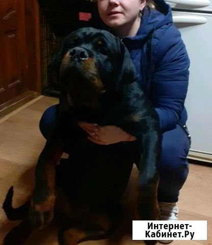 Щенки Нижний Новгород - изображение 1