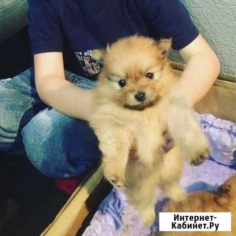 Щенки шпица Комсомольск-на-Амуре - изображение 1