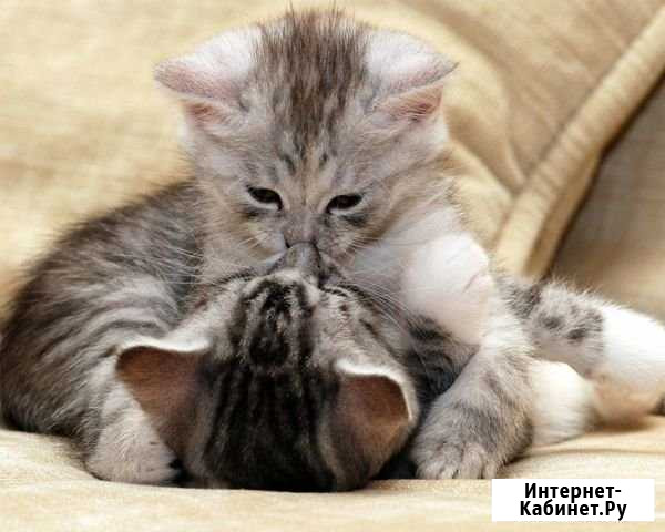 Подарю очень добрых,ласковых котят в до Владикавказ - изображение 1