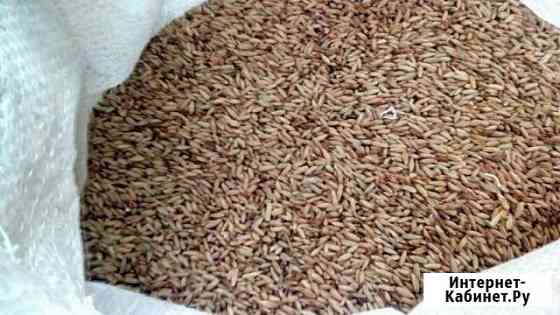 Рожь мешок 10 кг Новокузнецк