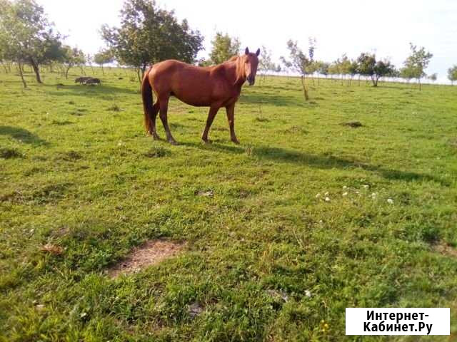 Продам кобылу Кытманово - изображение 1