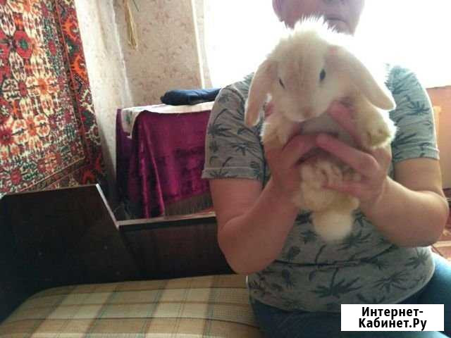 Кролик Тверь - изображение 1