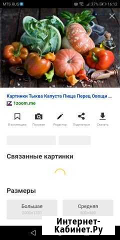 Продам тыкву, капусту, морковь Стерлитамак - изображение 1