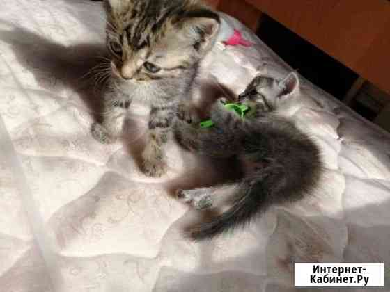 Отдам котят Новокузнецк