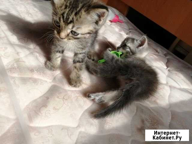 Отдам котят Новокузнецк - изображение 1