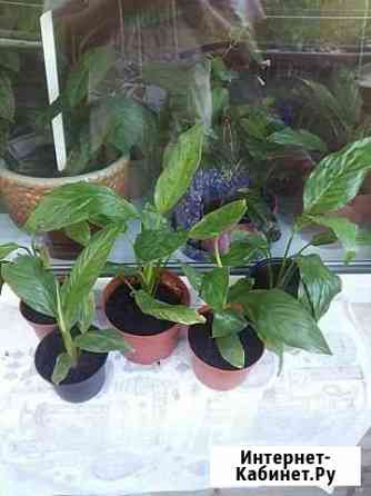 Спатифиллум Хабаровск