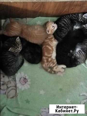 Шотландские котята Курск - изображение 1