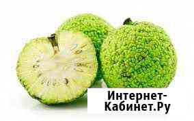 Маклюры (Адамово яблоко) плоды, саженцы Горячий Ключ